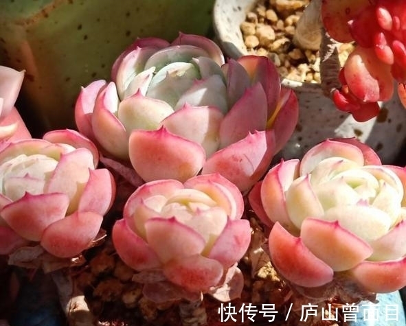 多肉贝瑞越养越好看,一朵朵像包子一样,能不喜欢吗?