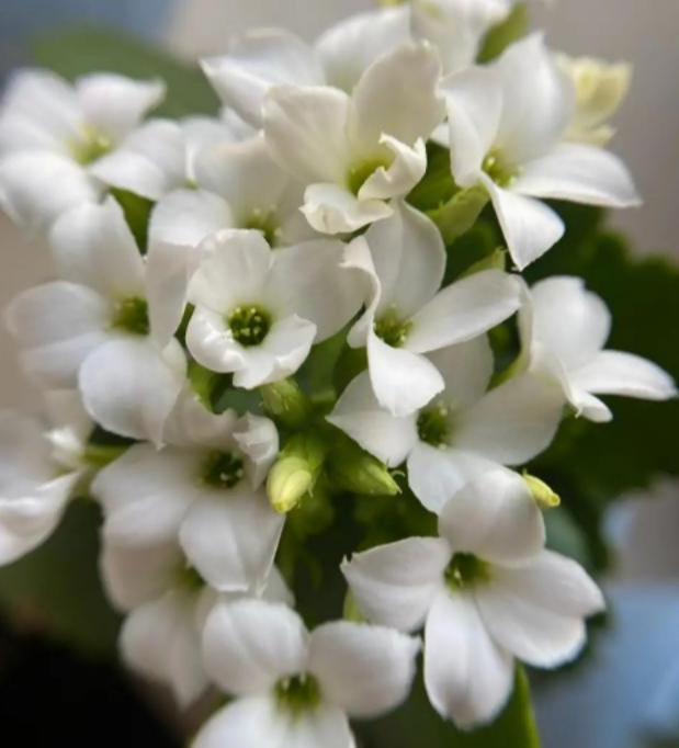 品种|75个长寿花品种,一个比一个美,一起来认识一下吧!