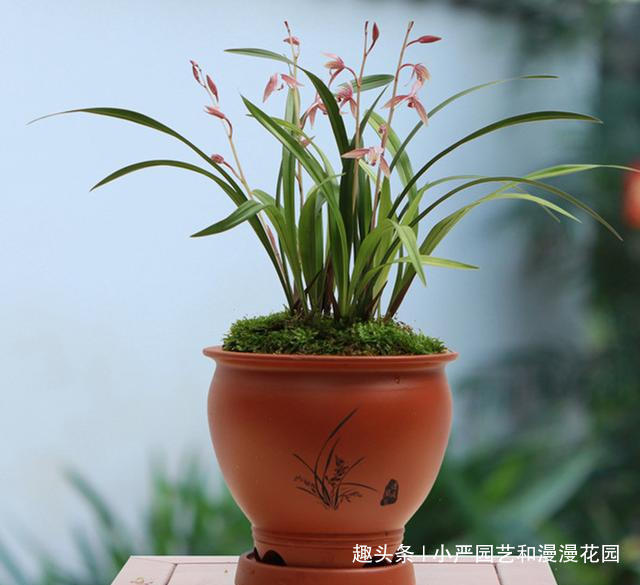 兰花只长叶不开花三大原因一一解决,让它花开爆盆!