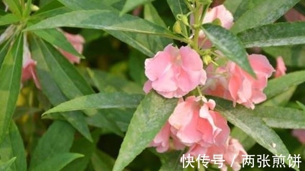 栽种|俗称“指甲花”，能染指甲能防蛇，却是“蛇蝎美人”，栽种要小心