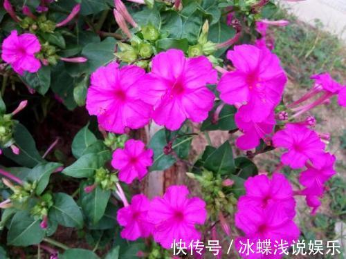 被名字耽误的8种花，好养好看开花惊艳，你最喜欢哪种？