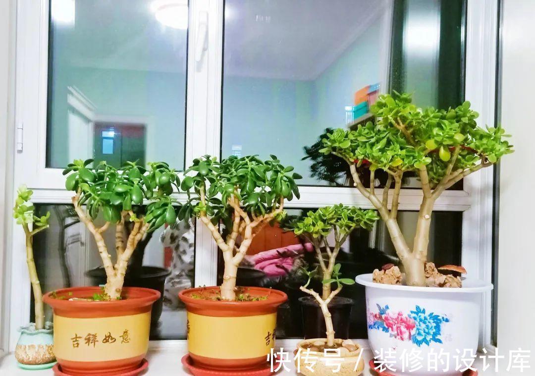 芦荟|8种花像“老母猪”,种一棵,生一窝,多得没地方养