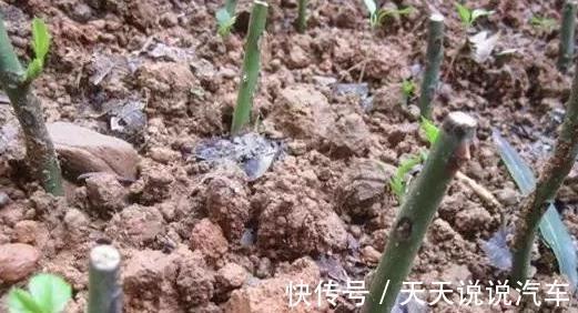 养花牢记4点,尤其是第4点,越冬全靠它,你了解嘛