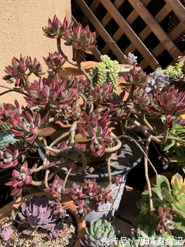 酥皮鸭|十几年的多肉“妖精”,自然老桩头,造型太美