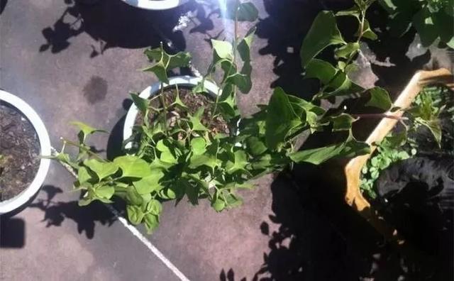 扦插|三角梅的养护大全摘光叶子，少浇水，使劲晒，开花爆满盆