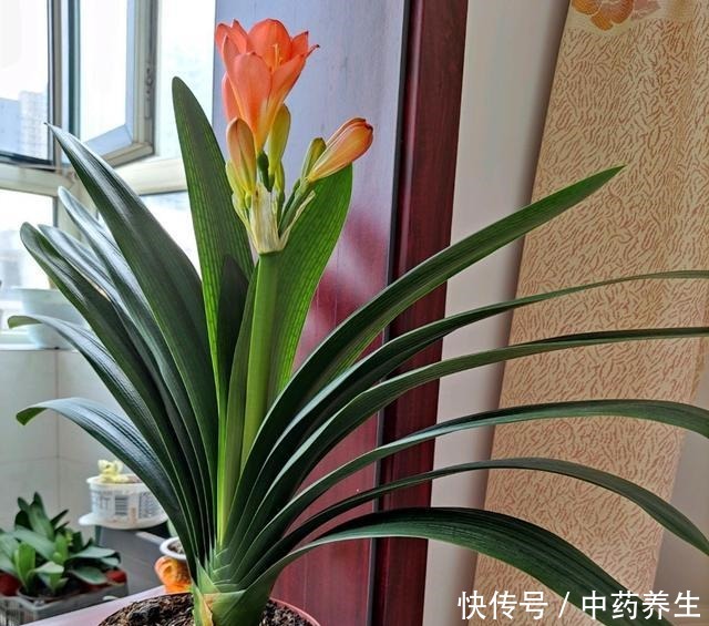 君子兰摆放“3禁忌”,避开它,根壮叶绿!
