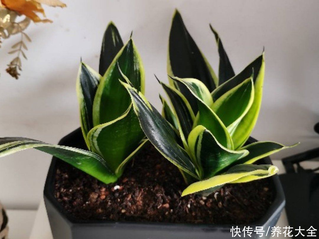 蝴蝶兰|7种花，立秋后换盆，秋冬才能越养越好