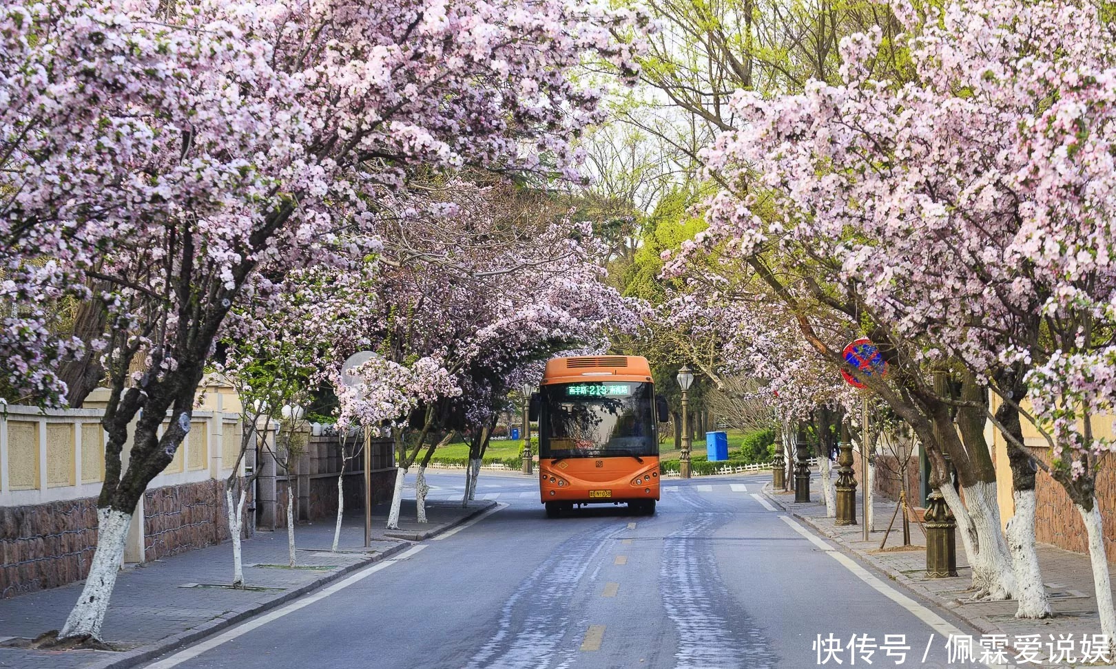 青岛大姨蜂拥而至，这的秋天美翻了，朋友圈就靠它了！