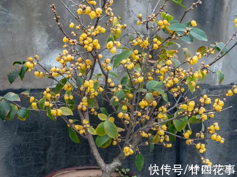 7款真正的耐寒花,冬天露养冻不死,下雪天也能变美开花