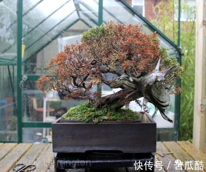 植物体|玩好盆景不容易,玩死它却是手到擒来