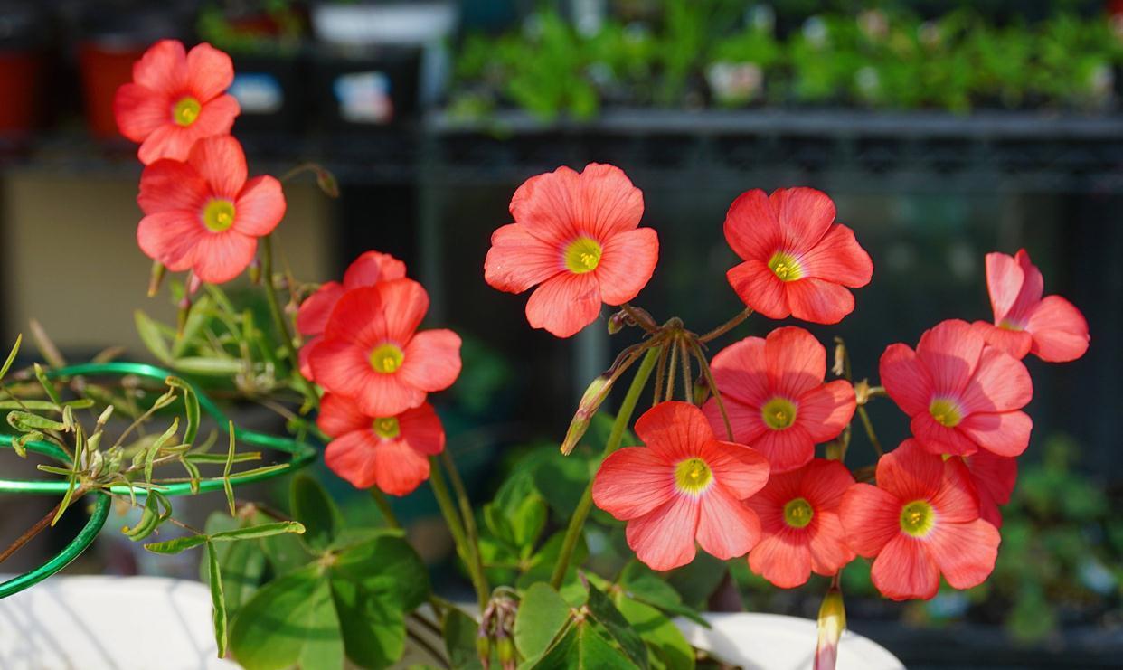 适合冬季养的“3种花”,天天有花可看,越冷花越艳、吉祥又美丽