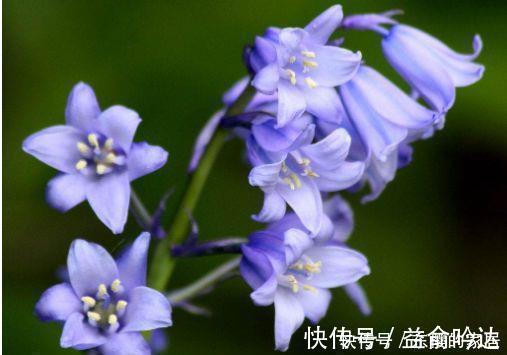 种花|4种花太美了,花色绚丽美观,多季节开花