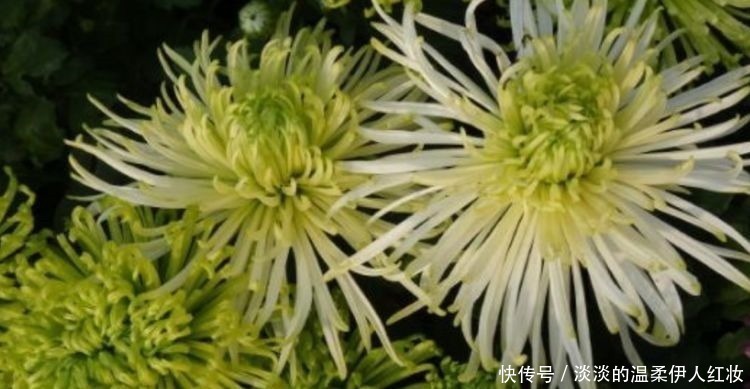 喜欢三角梅,就养盆“珍品”金心双色,心如金丝,开花爆盆成花树