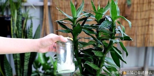 养花|家里养富贵竹,教你1招,不黄叶、生根快,还能开出花!