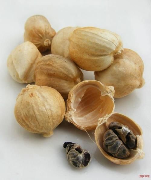 中药古今研究：豆蔻（白豆蔻）