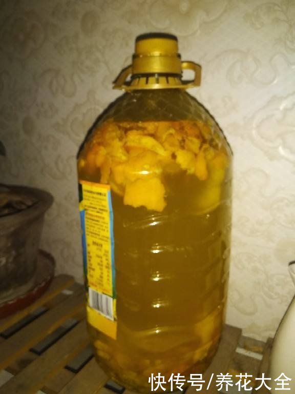 家里的油桶不要扔，拿来种菜养花，省钱又好用