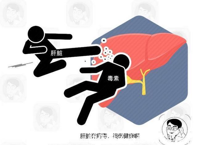 合成蛋白|肝脏变硬，腹部先知！提醒：腹部出现2个迹象，提示你该体检了