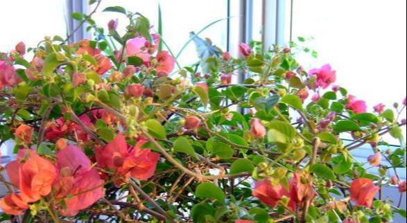 让三角梅枝条开满花,小经验教给你,花开多得看不到叶子