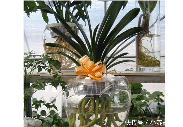 君子兰别用土培了,烂根太严重,就用它养,再也不烂根!