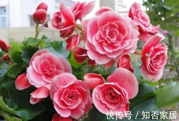 非洲堇|4种“开花机器”,四季开不停,养护省心颜值高,是阳台盆栽佳品