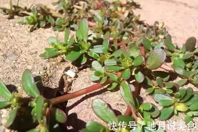 凉拌|夏季野外随便挖,农民却有妙用,南北方都爱吃,城市只卖3元一斤