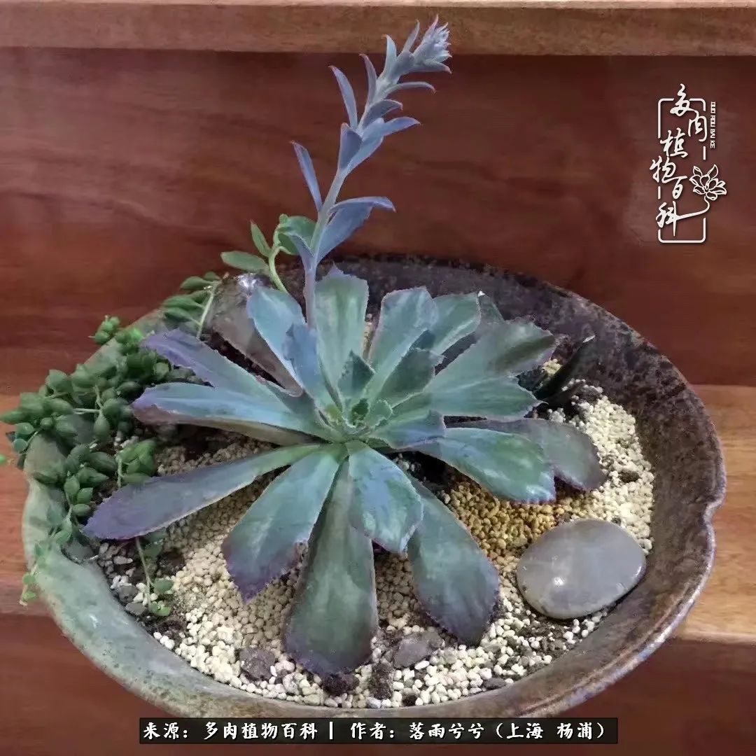 入坑7年多，从菜色到全状态，包邮区的多肉一样可以很美！