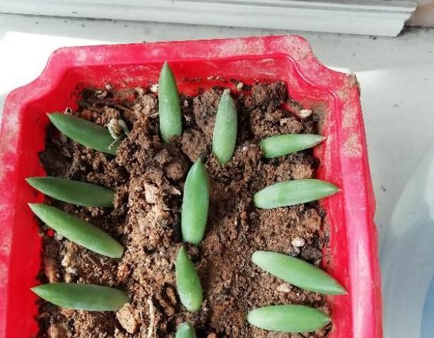 多肉|扦插繁殖多肉千佛手,该如何操作这样办3个月就能分株移栽