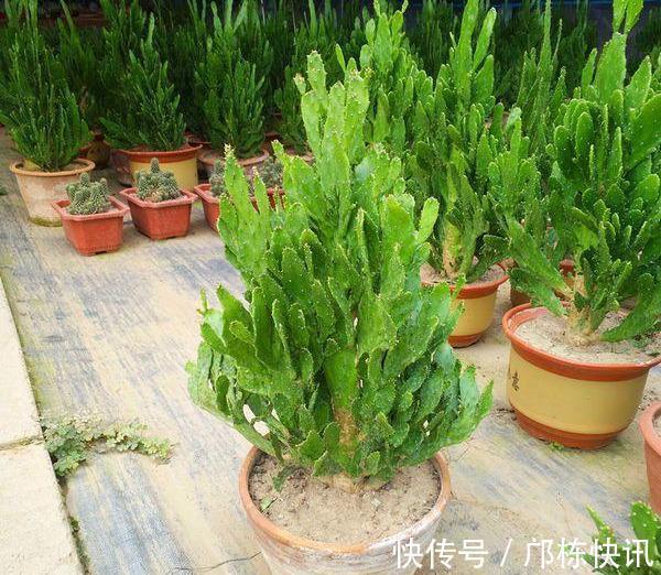 “千手观音”仙人掌,名不虚传,掐个侧芽,快速长出“千片掌”
