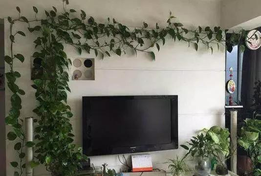 橡皮树|君子兰肥到流油,长寿花开不断,原来他用了这个小方法!