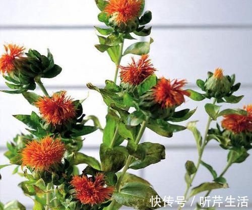 土壤|养花高手教你3招，轻松判断盆栽是否缺水，简单实用，一学就会