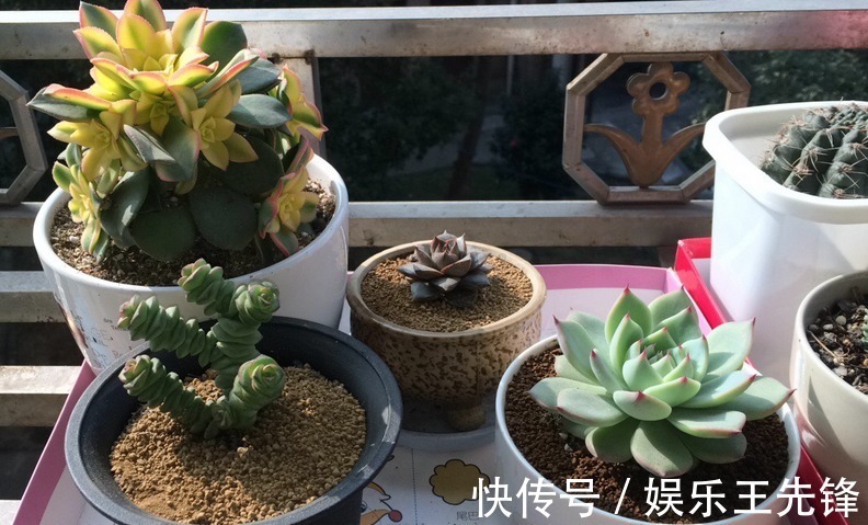 给多肉换盆土期间,没有注意到这些,还不如不动手