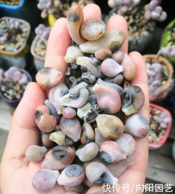 品种|买多肉,不买缀化的,黑腐率相当高,养不长久,白花冤枉钱