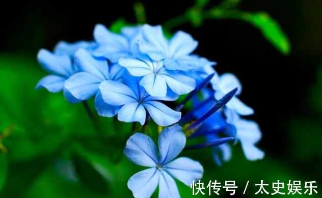 家里总是会有异味产生,试试这些盆栽养在家里,香气浓郁