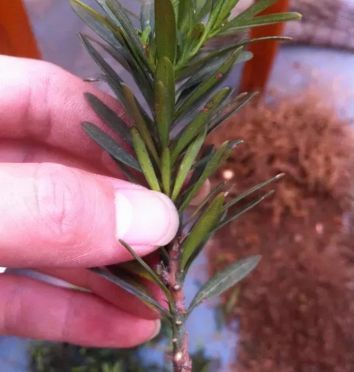 罗汉松买不起,1根枝1粒种就养出来,枝干奇异,长得贼快