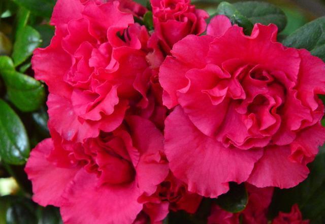 杜鹃花养不好,花朵叶子都发蔫,几个好方法帮你解决