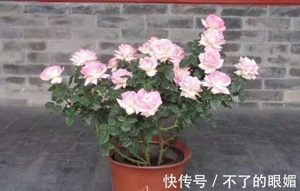 初春养花担心养不活,教你几个小妙招让家里的花生机勃勃