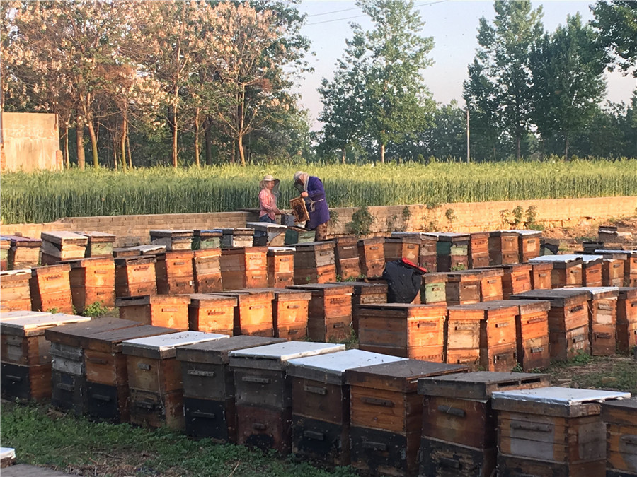 为了能吃上糖，中国人绞尽脑汁，唐太宗甚至派人到“西天取经”