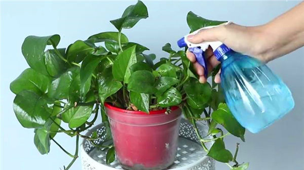 原来绿萝是有毒的家里有的快看看，别不信，等出事再后悔就晚了