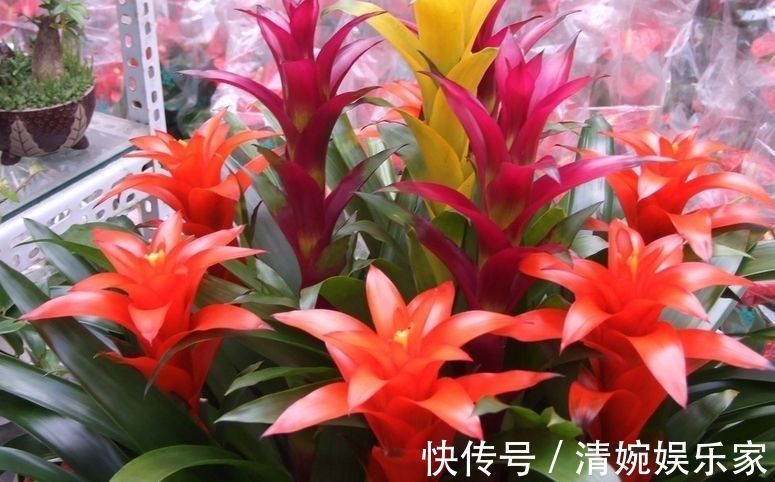 3种“招财”的花卉，年底说啥也得养几盆，客厅卧室都能养