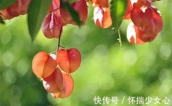 栾树花开缀枝头 树满黄金醉怡人