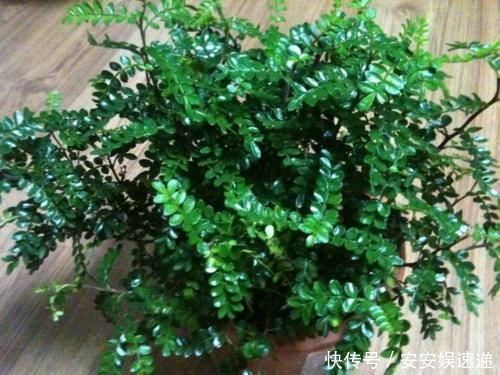 植物|懂养生的人，卧室常养此“5种花”，身心舒畅，好养好看