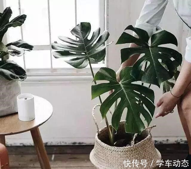 养花杀手的“臭毛病”，怪不得养一盆死一盆，看看你占了几种！