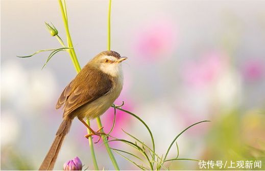 设计师|花博会只能看花吗？