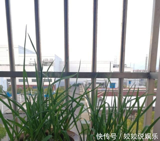 阳台上随手种一盆菜,简单炒炒,喷香开胃,米饭一碗接一碗!