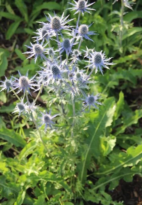 植物|极其少见的几种多年生开花植物,都是比较罕见的花卉