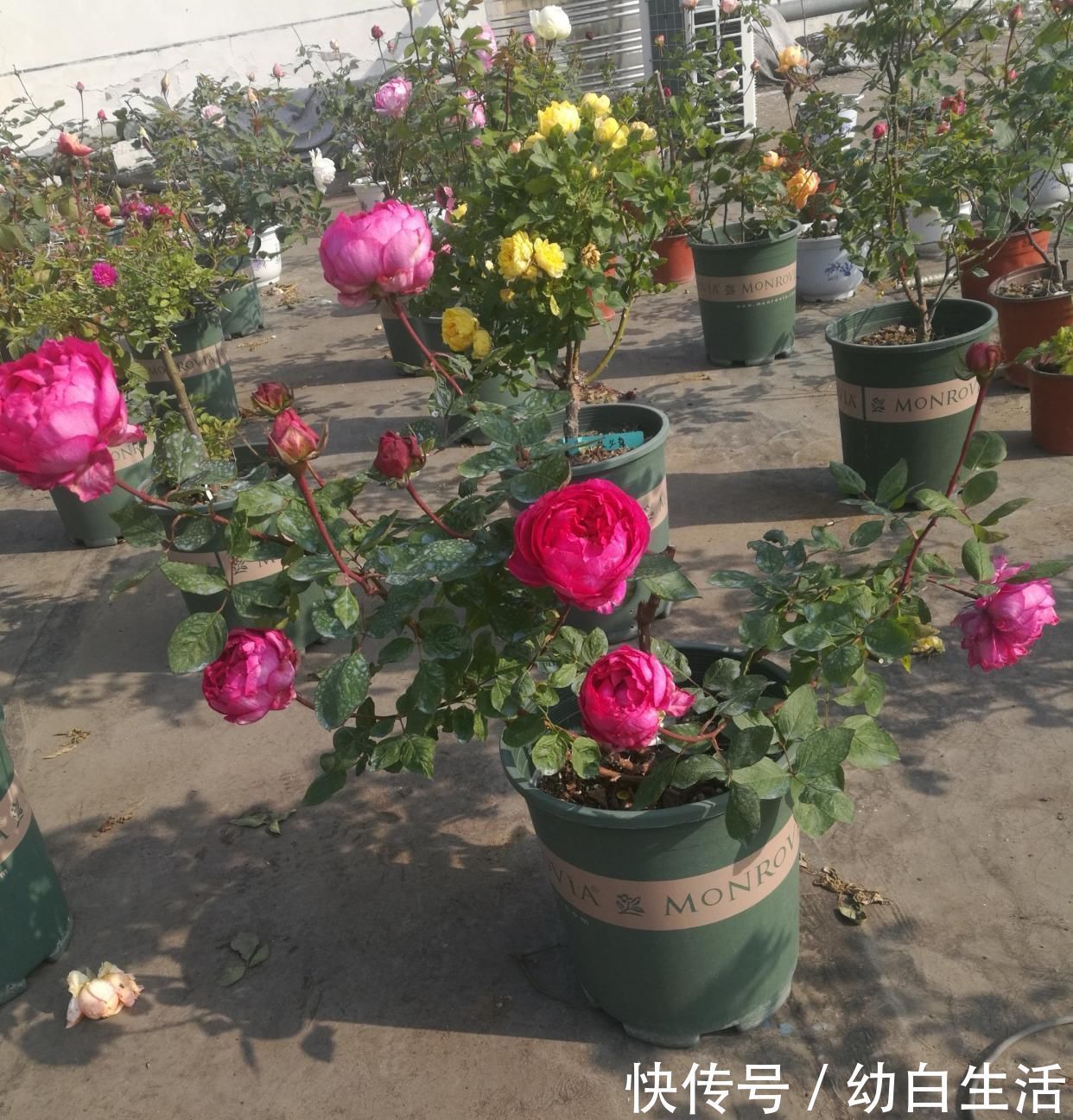 盆栽|此盆栽花超级香,一花在室,满堂皆香,观赏价值高,四季有花开