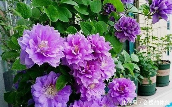 农家肥|她在小院子里种了一种花，开花独特又漂亮，路人都说“头回见”！