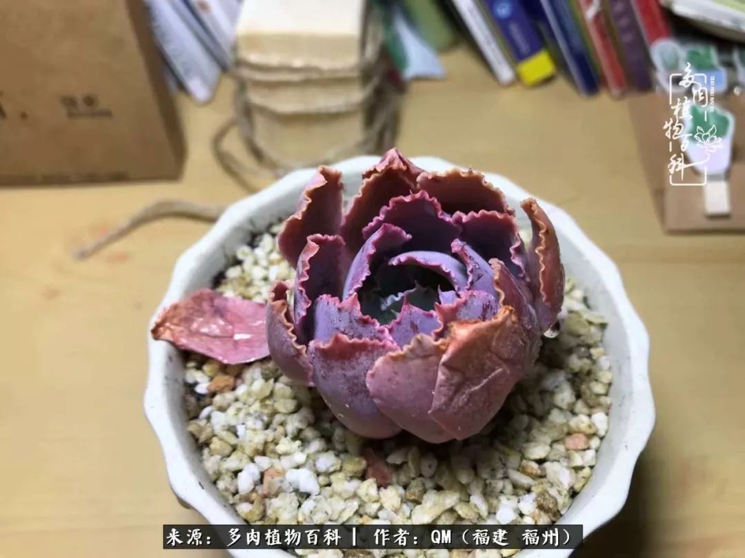 寒山转苍翠,秋水日潺湲——多肉未央,睹物思人!