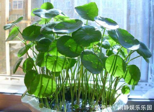 养这5样植物,将修剪做到位,才能年年抽枝发芽、长爆盆!