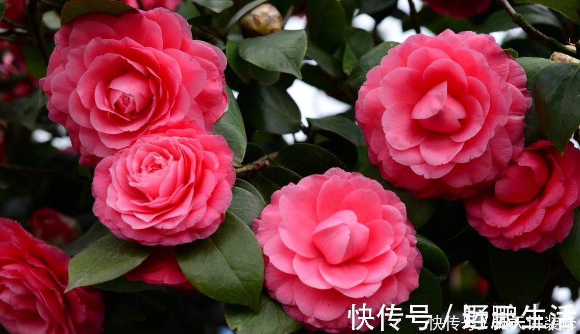 名花|中国传统十大名花你知道多少？各有千秋，看过后就像拥有！